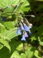 Mertensia bella
