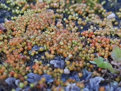 Goniomitrium acuminatum