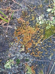 Goniomitrium acuminatum