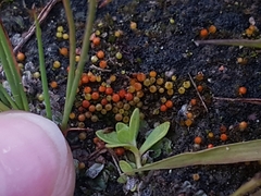 Goniomitrium acuminatum