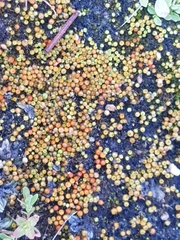 Goniomitrium acuminatum