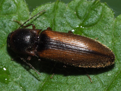 Dalopius marginatus