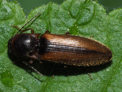Dalopius marginatus