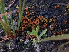 Goniomitrium acuminatum