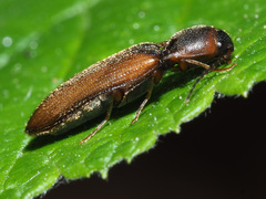 Dalopius marginatus
