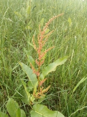 Rumex confertus