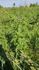 Carduus crispus