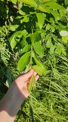 Salix
