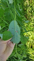 Salix