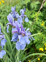 Iris sanguinea