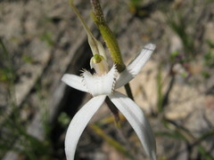 Caladenia rigida