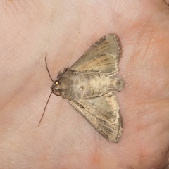 Polia bombycina