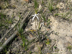 Caladenia rigida