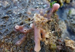 Callyspongia