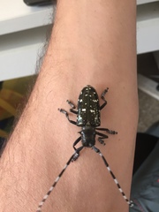 Anoplophora glabripennis