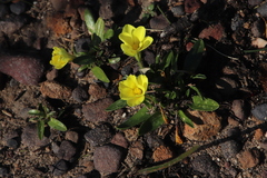 Moraea galaxia