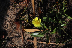 Moraea galaxia