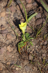Moraea galaxia