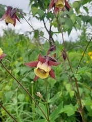 Aquilegia oxysepala