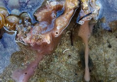 Callyspongia