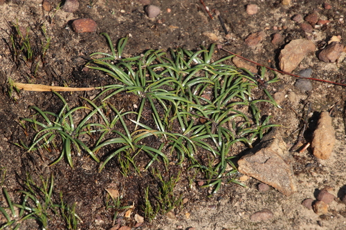 Drimia convallarioides