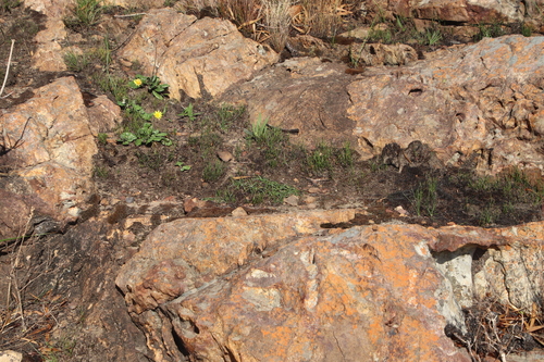 Drimia convallarioides