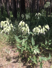 Silene vulgaris