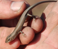 Cape Skink photo 3