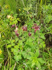 Aquilegia oxysepala
