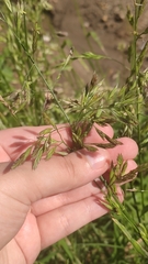Poaceae