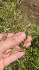Poaceae