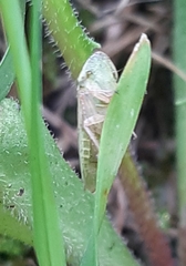 Aphrodinae
