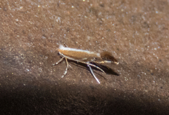 Cameraria quercivorella