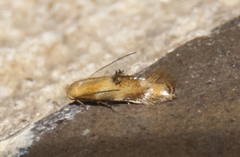 Bucculatrix coronatella