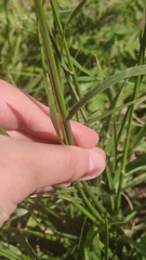 Poaceae