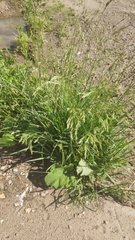 Poaceae