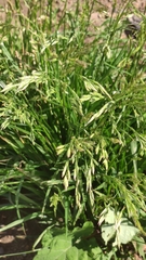 Poaceae