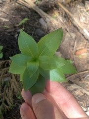 Lilieae