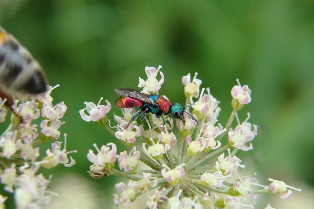 Chrysis illigeri