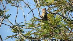 Urocolius indicus transvaalensis