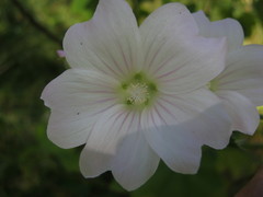 Malva weinmanniana
