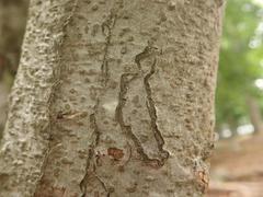 Zimmermannia liebwerdella