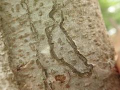 Zimmermannia liebwerdella