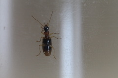 Demetrias atricapillus