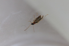 Demetrias atricapillus
