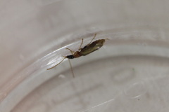 Demetrias atricapillus