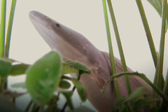 Aba photo 3