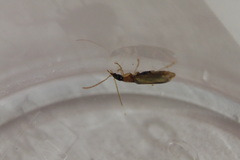 Demetrias atricapillus