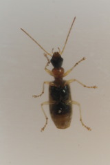Demetrias atricapillus