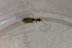 Demetrias atricapillus